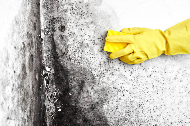 Best Fast Mold Removal  in Glastonbury Center, CT