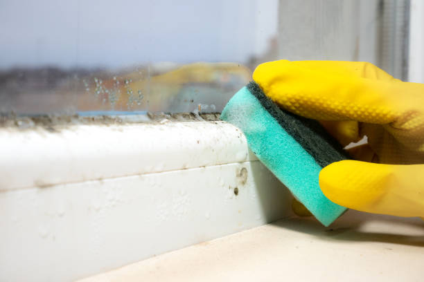 Reliable Glastonbury Center, CT Mold Removal Solutions
