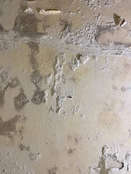 Best Crawl Space Mold Removal  in Glastonbury Center, CT