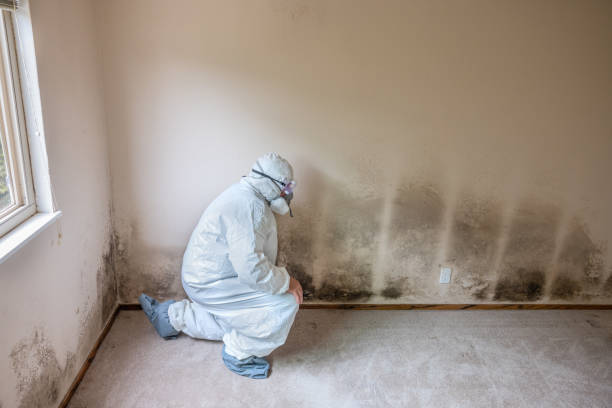 Best Commercial Mold Removal  in Glastonbury Center, CT