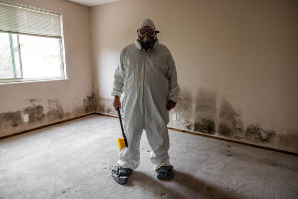 Best Attic Mold Removal  in Glastonbury Center, CT