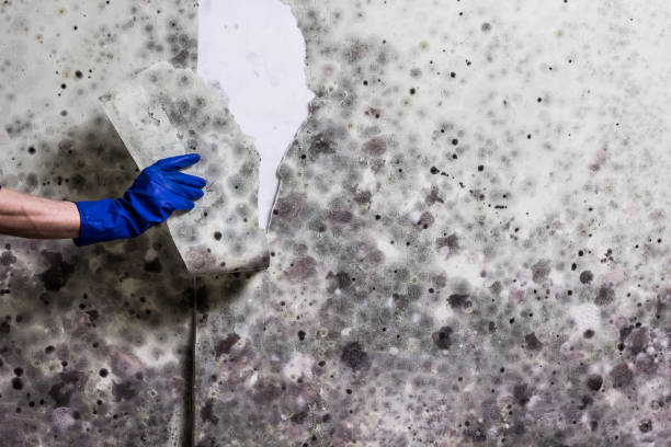 Best Black Mold Removal  in Glastonbury Center, CT
